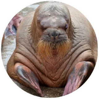 Sticker Моржи(@alp_stickers) - 3