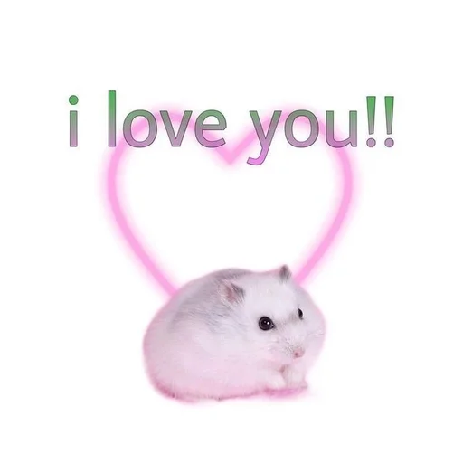 млекопитающее мышь животное