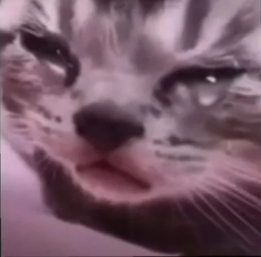 mammal animal whiskers