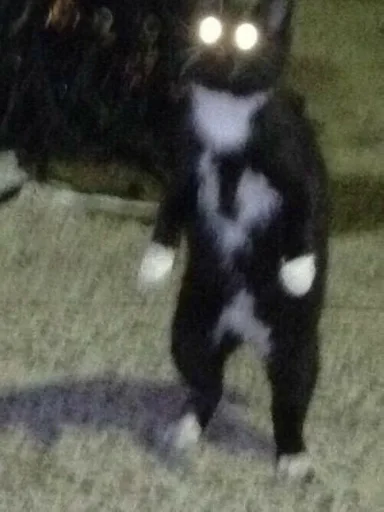 кошка животное млекопитающее