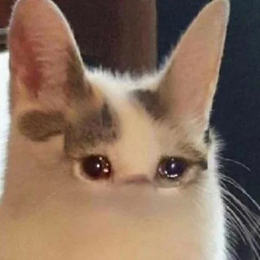 животное млекопитающее кошка