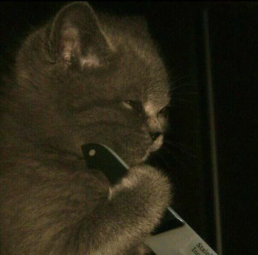 млекопитающее кошки малого и среднего размера комнатный