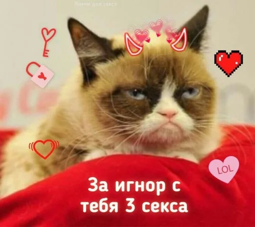 кошка млекопитающее животное