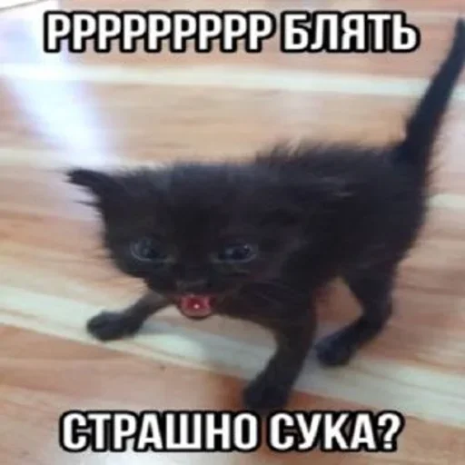 Sticker WavqPCe_by_stickers_stealer_bot - 1