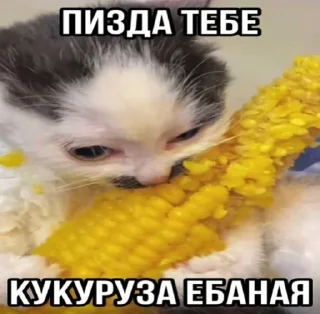 Стикер Больше стикеров 👉🏻 @stickertg4 - 11