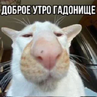 Стикер Больше стикеров 👉🏻 @stickertg4 - 1