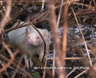 Sticker Weasel Trash 2 - 10