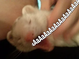 Sticker Weasel Trash 2 - 5