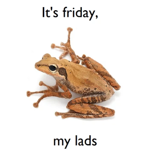 Sticker WednesdayFrog - 1