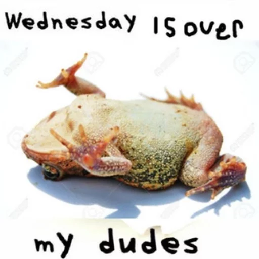 Sticker WednesdayFrog - 1