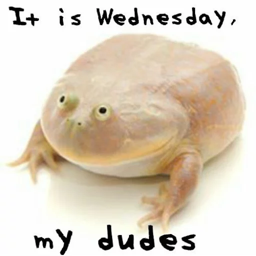 Wednesday My Dudes - 