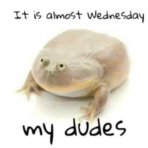 Sticker WednesdayFrog - 1