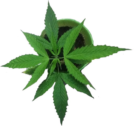 Стикер Weed_420 - 1