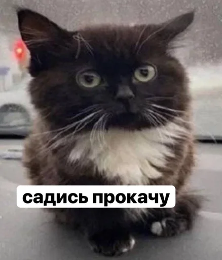 Стикер пупсич, кот от @dhaksbw :: @fStikBot - 11