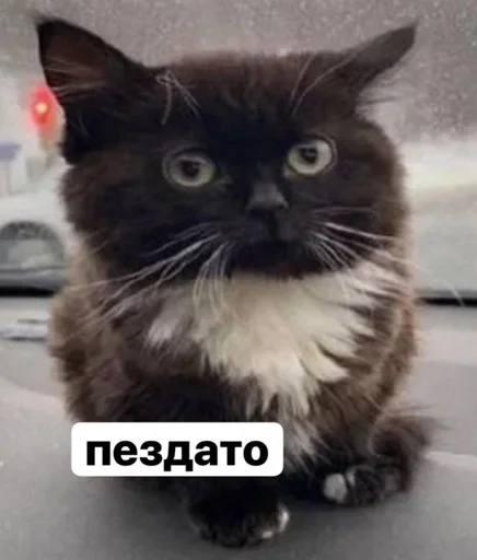 Стикер пупсич, кот от @dhaksbw :: @fStikBot - 10