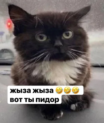 Стикер пупсич, кот от @dhaksbw :: @fStikBot - 9