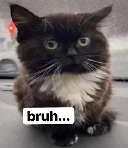 Стикер пупсич, кот от @dhaksbw :: @fStikBot - 8