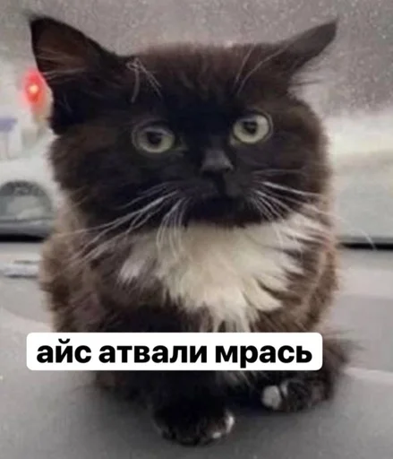 Стикер пупсич, кот от @dhaksbw :: @fStikBot - 7