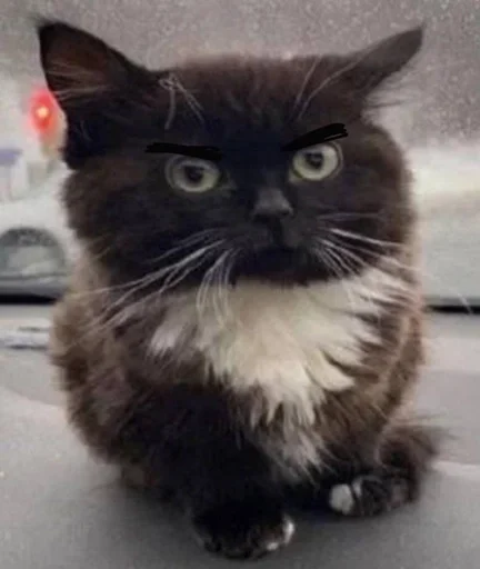 пупсич, кот от @dhaksbw :: @fStikBot - 