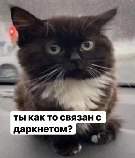 Стикер пупсич, кот от @dhaksbw :: @fStikBot - 6