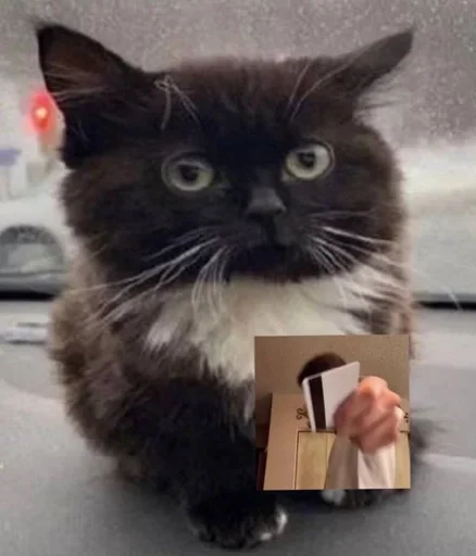 Стикер пупсич, кот от @dhaksbw :: @fStikBot - 4