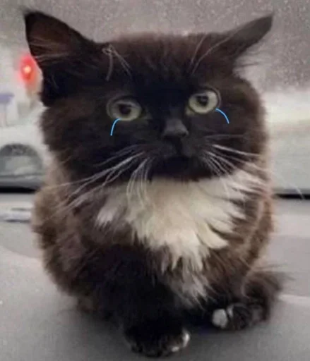 Стикер пупсич, кот от @dhaksbw :: @fStikBot - 2