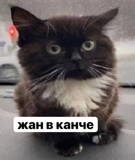 Стикер пупсич, кот от @dhaksbw :: @fStikBot - 1