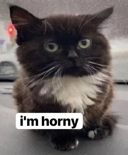 Стикер пупсич, кот от @dhaksbw :: @fStikBot - 0