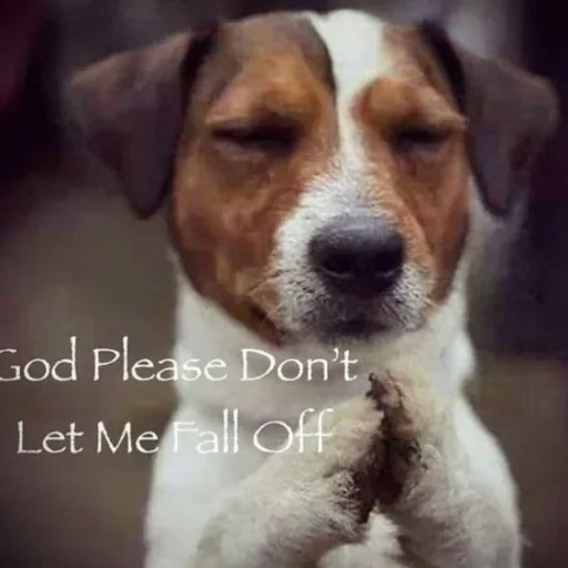 Стикер WelcomeToHome_by_TgEmodziBot - 1