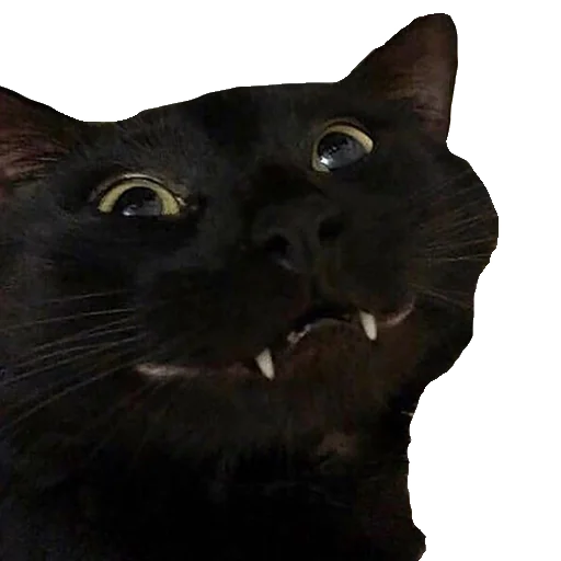 Sticker WeltStik - 1