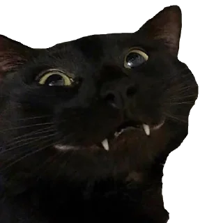 Стикер Вакханалия - 0