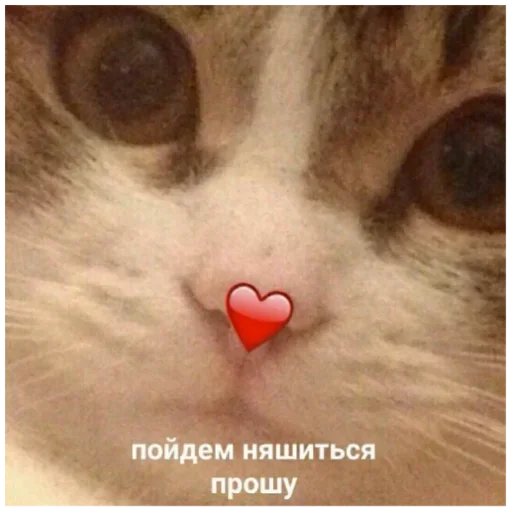 усы кошки малого и среднего размера млекопитающее