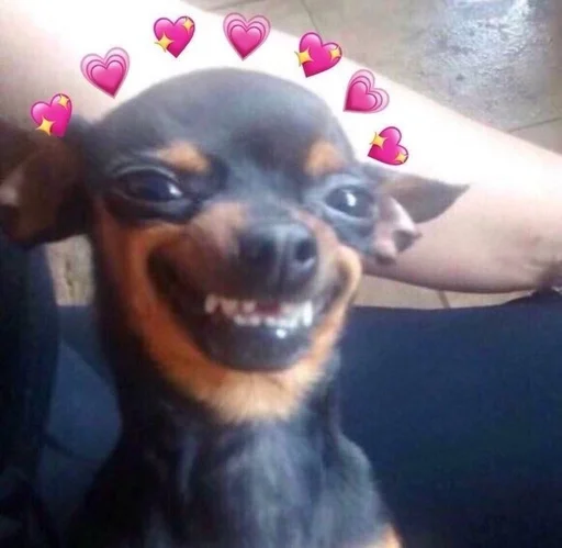 собака порода собак животное