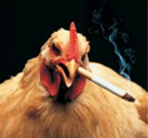 животное птица галловая птица