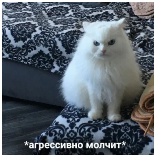 млекопитающее животное домашняя кошка