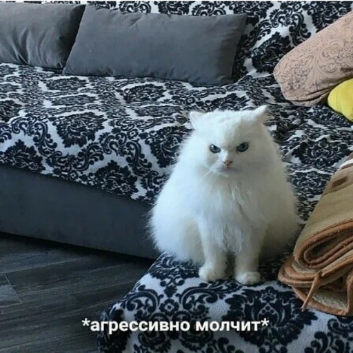 комнатный кошки малого и среднего размера кошачьи