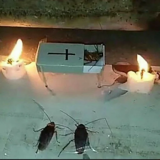 насекомое СМС беспозвоночный