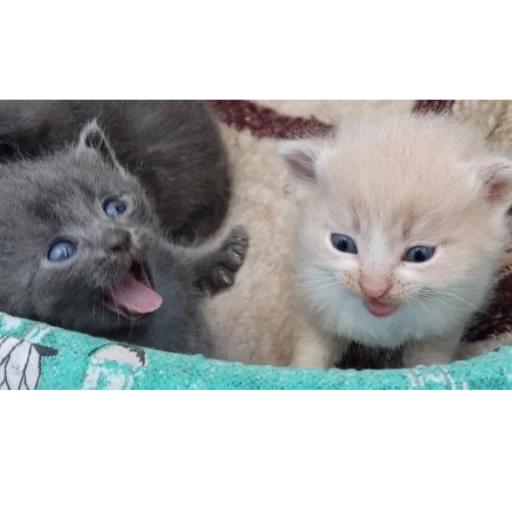 Стикер Whitegrey2 - 1