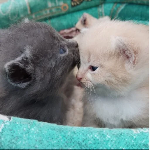 Sticker Whitegrey2 - 1