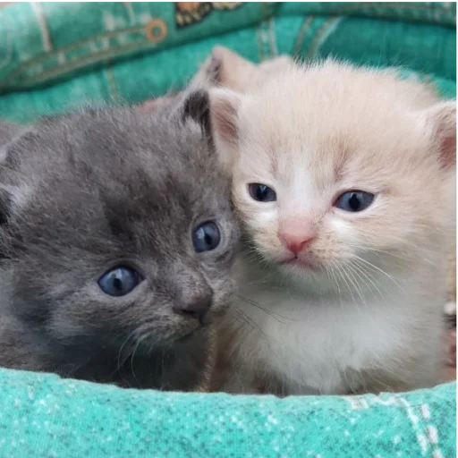 Sticker Whitegrey2 - 1