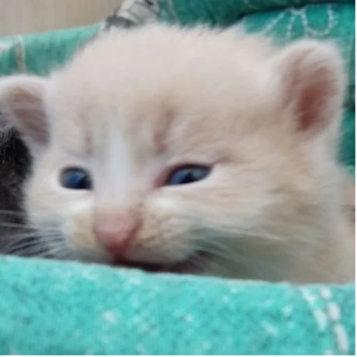 Стикер Whitegrey2 - 1