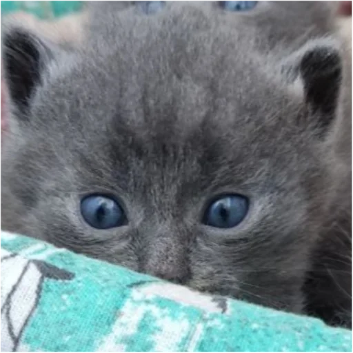 Sticker Whitegrey2 - 1