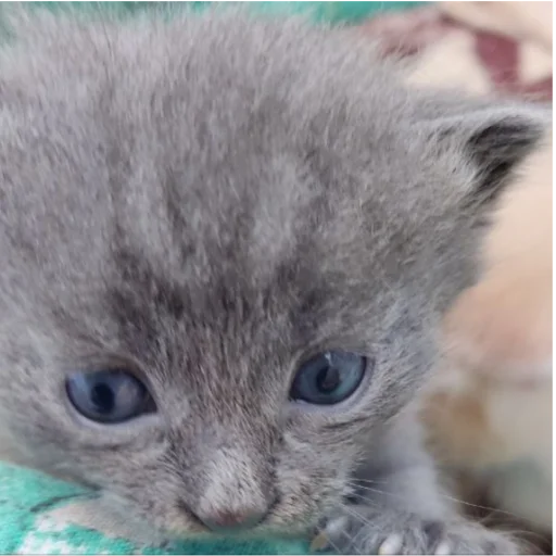 Sticker Whitegrey2 - 1