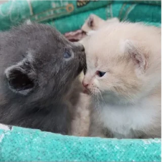 Стикер БС² - 5