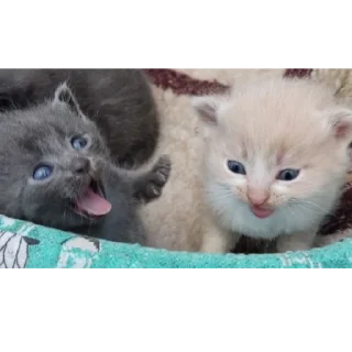 Стикер БС² - 8