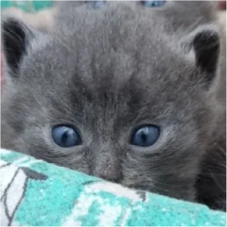 Стикер БС² - 2