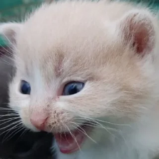 Стикер БС² - 7