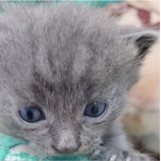 Стикер БС² - 1