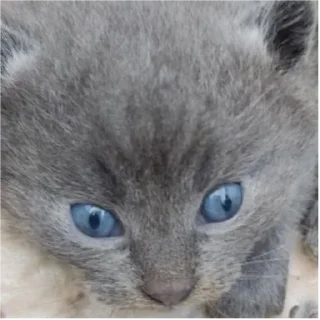 Стикер БС² - 6