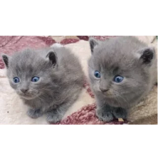 Стикер БС² - 0